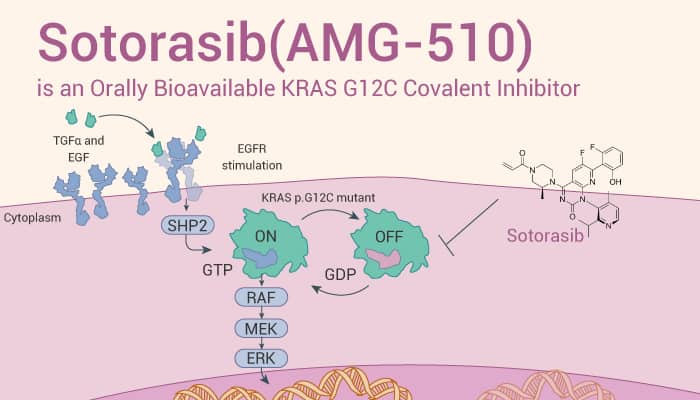 Sotorasib is a KRAS Inhibitor 20230310 - Sotorasib (AMG-510) is an Orally Bioavailable KRAS G12C Covalent Inhibitor