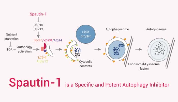 Spautin 1 is a Specific and Potent Autophagy Inhibitor 2021 12 03 - Spautin-1 is a Specific and Potent Autophagy Inhibitor