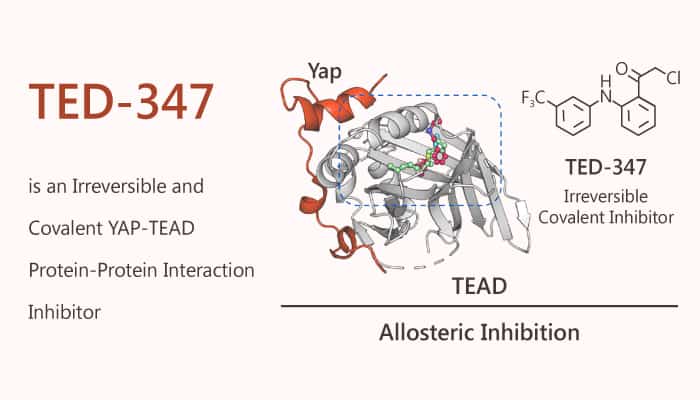 TED 347 is an Irreversible and Covalent YAP TEAD Protein Protein Interaction Inhibitor 2020 06 09 - TED-347 is an Irreversible and Covalent YAP-TEAD Protein-Protein Interaction Inhibitor