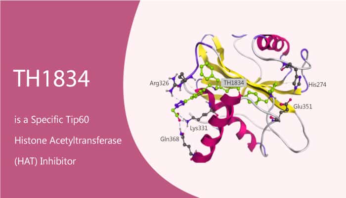 TH1834 is a Specific Tip60 Histone Acetyltransferase HAT Inhibitor 2020 07 18 - TH1834 is a Specific Tip60 Histone Acetyltransferase (HAT) Inhibitor
