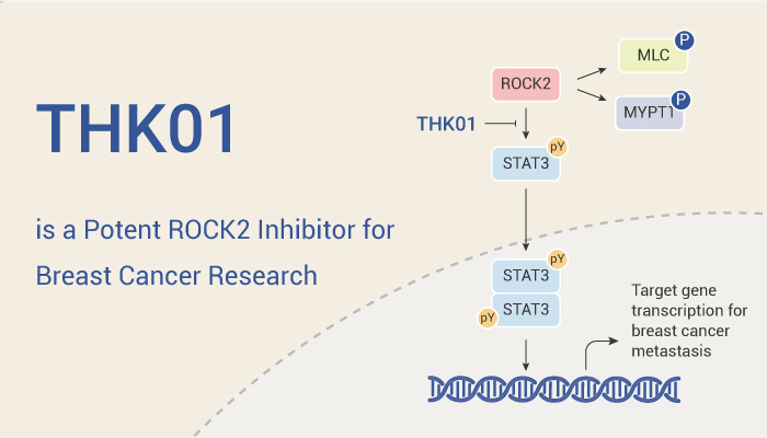 THK01 is ROCK Inhibitor 2023 0516 - THK01 is a Potent ROCK2 Inhibitor for Breast Cancer Research