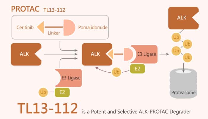 TL13 112 is a PROTAC Degrader of ALK 2020 04 15 - TL13-112 is a PROTAC Degrader of ALK