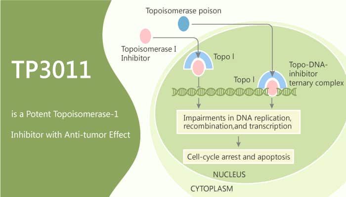 TP3011 is a Potent Topoisomerase 1 Inhibitor with Anti tumor Effect 2020 04 18 - TP3011 is a Potent Topoisomerase-1 Inhibitor with Anti-tumor Effect
