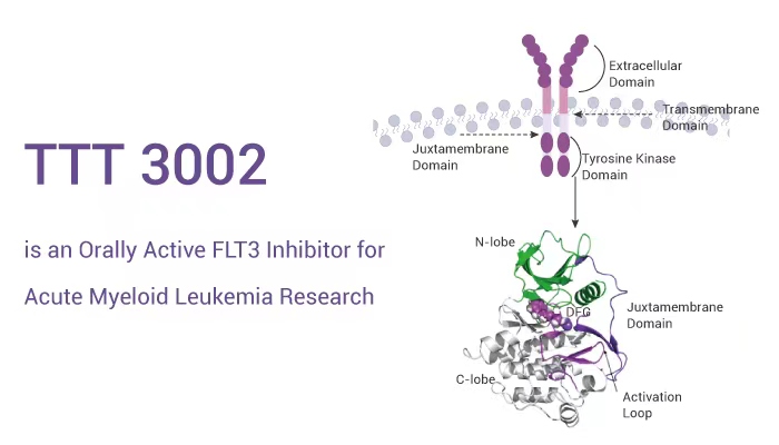 TTT3002 - TTT 3002 is an Orally Active FLT3 Inhibitor for Acute Myeloid Leukemia Research