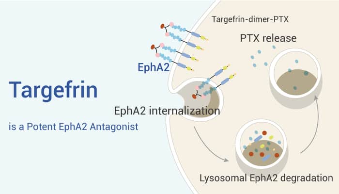Targefrin is EphA2 Antagonist 2022 1206 - Targefrin is a Potent EphA2 Antagonist with Antitumor Activity