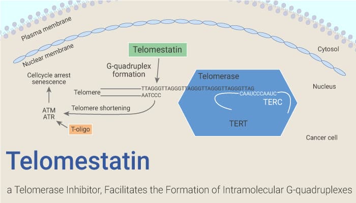 Telomestatin a Potent Telomerase Inhibitor Facilitates the Formation of Intramolecular G quadruplexes 2020 10 22 - Telomestatin, a Potent Telomerase Inhibitor, Facilitates the Formation of Intramolecular G-quadruplexes