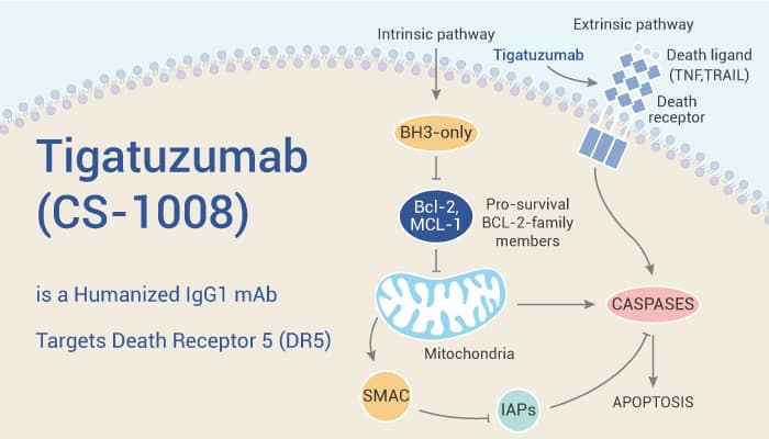 Tigatuzumab - Tigatuzumab (CS-1008) is a Humanized Death Receptor 5 (DR5) IgG1 mAb