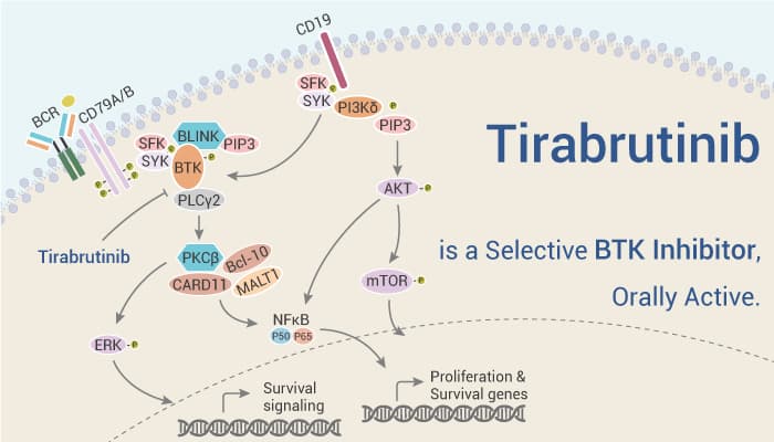 Tirabrutinib is a Selective BTK Inhibitor 2022 01 18 - Tirabrutinib is a Selective BTK Inhibitor