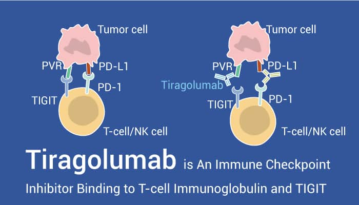 Tiragolumab 0716 - Tiragolumab is An Immune Checkpoint Inhibitor Binding to T-cell Immunoglobulin and TIGIT