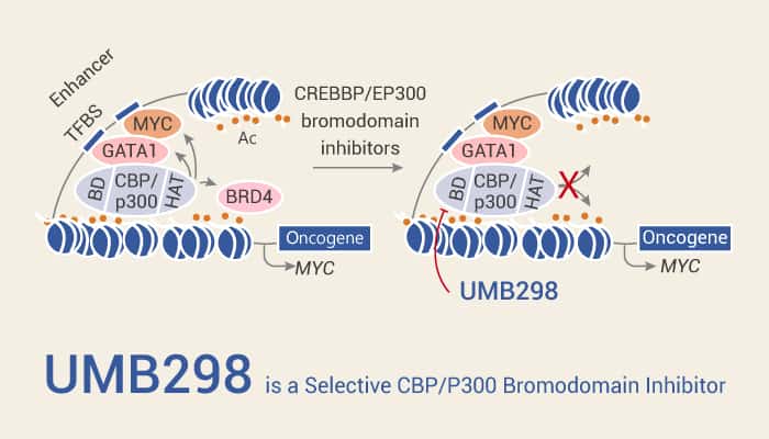 UMB298 is a Selective CBP P300 Bromodomain Inhibitor 2021 08 17 - UMB298 is a Selective CBP (P300) Bromodomain Inhibitor