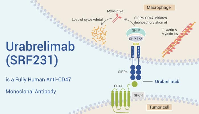 Urabrelimab a Human Anti CD47 Monoclonal Antibody 2023 0130 - Urabrelimab (SRF231) is a Fully Human Anti-CD47 Monoclonal Antibody