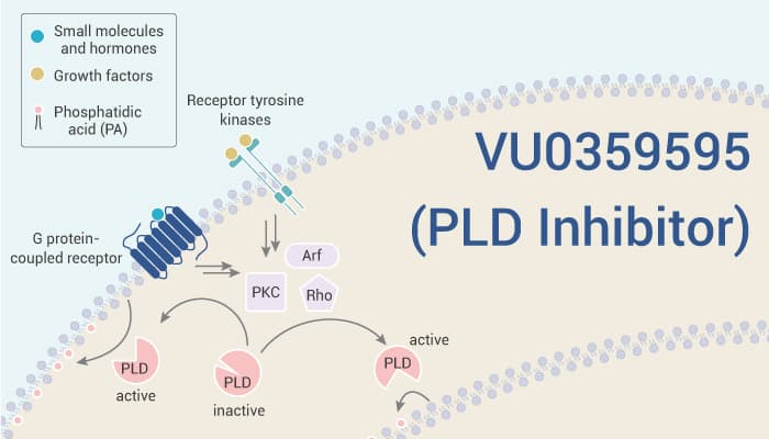 VU0359595 is a Selective PLD1 Inhibitor 2022 01 26 - VU0359595 is a Selective PLD1 Inhibitor