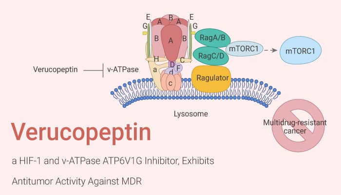 Verucopeptin a HIF 1 and v ATPase ATP6V1G Inhibitor Exhibits Antitumor Activity Against MDR Cancers 2020 10 20 - Verucopeptin, a HIF-1 and v-ATPase ATP6V1G Inhibitor, Exhibits Antitumor Activity Against MDR Cancers
