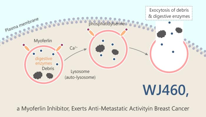 WJ460 a Myoferlin Inhibitor Exerts Anti Metastatic Activity in Breast Cancer 2019 09 15 - WJ460, a Myoferlin Inhibitor, Exerts Anti-Metastatic Activity in Breast Cancer