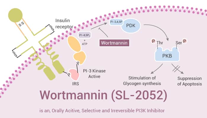 Wortmannin SL 2052 is an Orally Active Selective and Irreversible PI3K Inhibitor 2021 09 21 - Wortmannin (SL-2052) is an Orally Active, Selective and Irreversible PI3K Inhibitor
