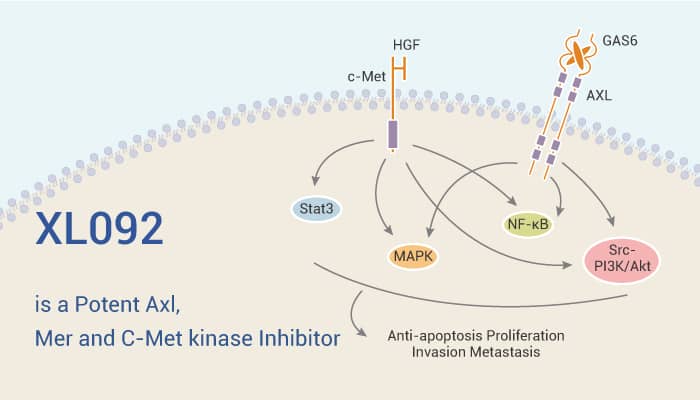 XL092 is a Potent Axl Mer and C Met kinase Inhibitor 2022 01 08 - XL092 is a Potent Axl, Mer and C-Met kinase Inhibitor