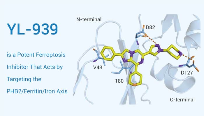 YL 939 is An Ferroptosis Inhibitor 2023 0116 - YL-939, a Potent Ferroptosis Inhibitor, Acts by Targeting the PHB2/Ferritin/Iron Axis