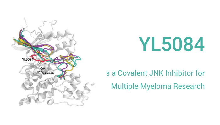 YL5084 is A potent JNK Inhibitor 2023 0516 - YL5084 is a Covalent JNK Inhibitor for Multiple Myeloma Research.