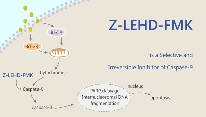 Z LEHD FMK is a Selective and Irreversible Inhibitor of Caspase 9 2020 09 08 - Z-LEHD-FMK is a Selective and Irreversible Inhibitor of Caspase-9