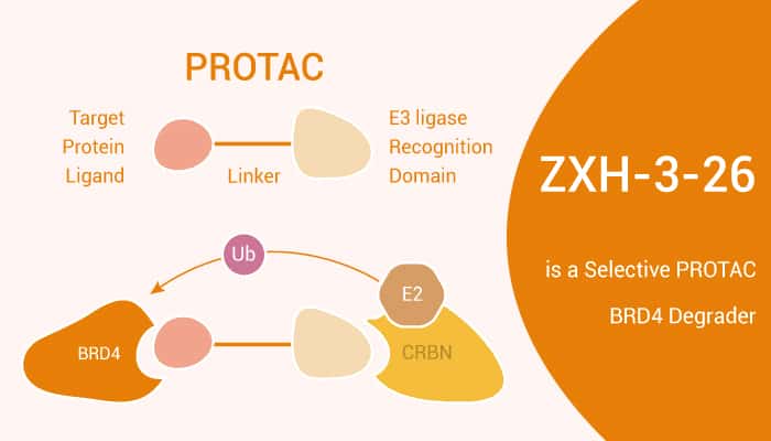 ZXH 3 26 is a Selective PROTAC BRD4 Degrader 2020 11 17 - ZXH-3-26 is a Selective PROTAC BRD4 Degrader