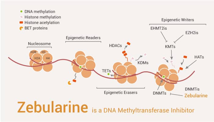 Zebularine is a DNA Methyltransferase Inhibitor 2021 12 18 - Zebularine is a DNA Methyltransferase Inhibitor