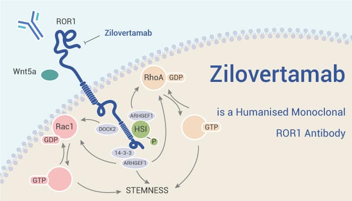 Zilovertamab is a Humanised Monoclonal ROR1 Antibody 20221031 - Zilovertamab is a Humanised Monoclonal ROR1 Antibody