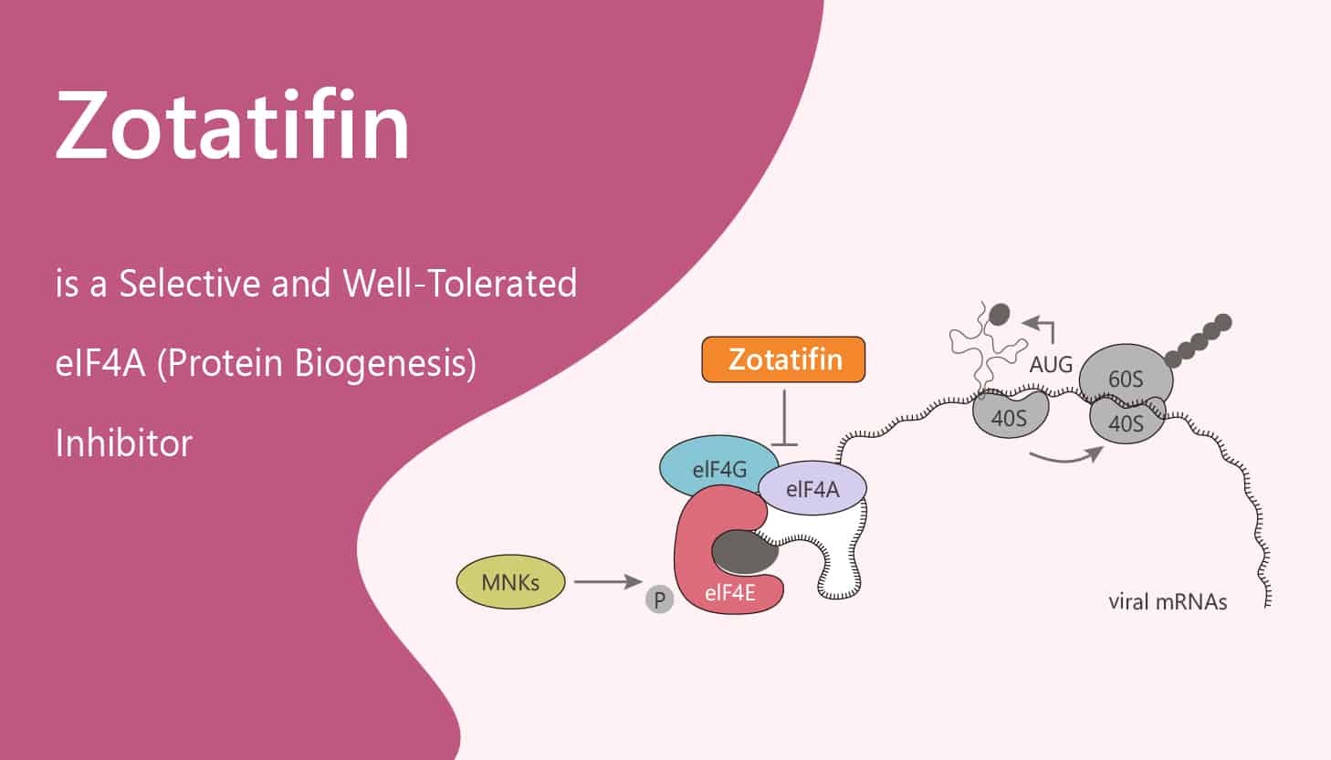 Zotatifin is a Selective and Well Tolerated eIF4A Protein Biogenesis Inhibitor 2020 05 14 - Zotatifin is a Selective and Well-Tolerated eIF4A (Protein Biogenesis) Inhibitor