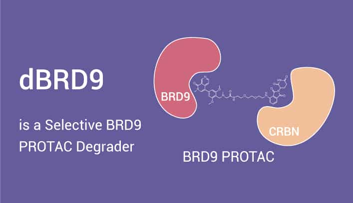 dBRD9 IS A PROTAC 2023 0324 - dBRD9 is a PROTAC and can Selective Degrades BRD9
