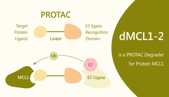 dMCL1 2 is a PROTAC Degrader for Protein Myeloid Cell Leukemia 1 MCL1 2019 08 09 - dMCL1-2 is a PROTAC Degrader for Protein Myeloid Cell Leukemia 1 (MCL1)