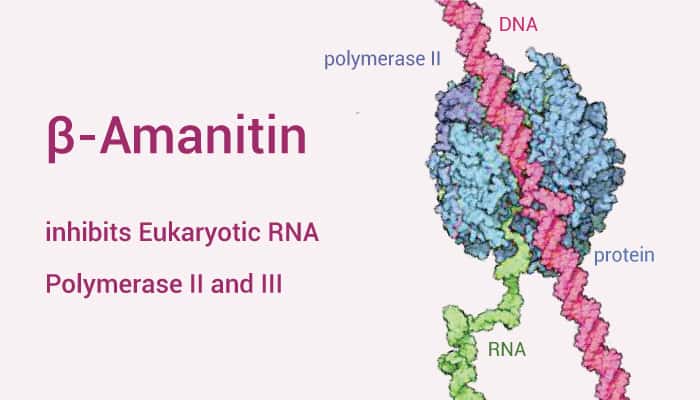 Amanitin is An RNA Inhibitor 2022 0614 - β-Amanitin is a cyclic peptide toxin, inhibits eukaryotic RNA polymerase II and III and protein synthesis.