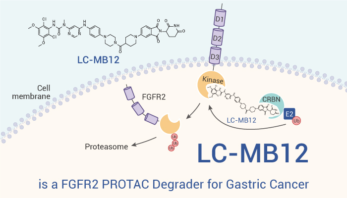 此图片的alt属性为空；文件名为LC-MB12-is-a-FGFR2-PROTAC-Degrader-for-Gastric-Cancer-Research-20230914.jpg
