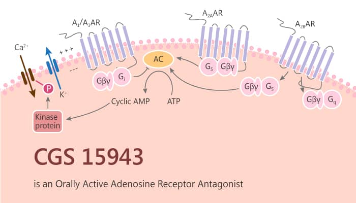 CGS-15943-is-an-Orally-Active-Adenosine-Receptor-Antagonist-2019-10-12.jpg