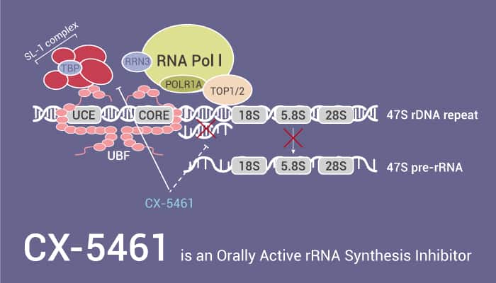 CX-5461 is an Orally Active rRNA Synthesis Inhibitor - Network of 