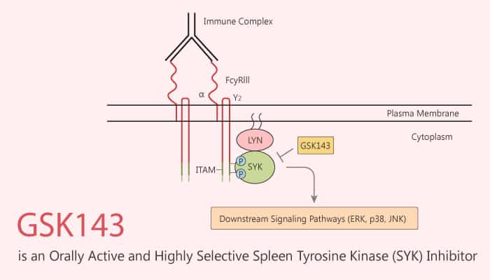(PDF) RON receptor tyrosine kinase in pancreatic ductal 