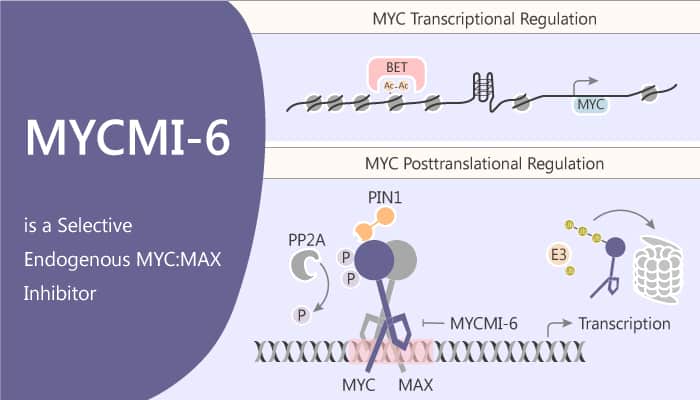 MYCMI-6 is a Selective Endogenous MYC:MAX Inhibitor - Network of